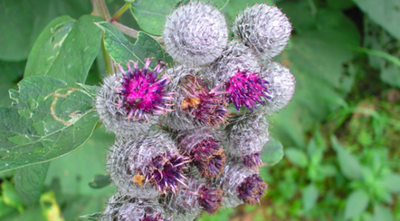 Benefits of Burdock Root